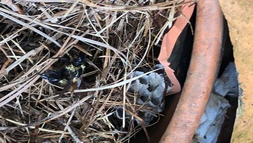 The creature partially hidden by straw is not a carpenter bee; rather, it is a bumblebee. Some bumblebees are aggressive, so give them space while you determine if you can coexist with them. (Courtesy of Bill Powers)