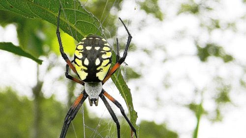 The yellow garden spider shown here is one of several big spiders known as orbweavers that become prominent this time of year. Their large webs seem to be everywhere now. DAKOTA L./ CREATIVE COMMONS