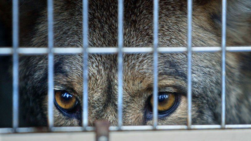 A coyote awaiting release back into the wild is pictured in this November 2003 photo. (Ken Hively/Los Angeles Times via Getty Images)