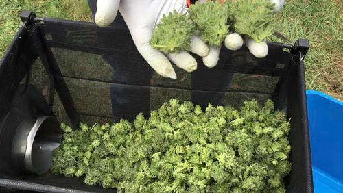 In this 2016 photo, a marijuana harvester examines buds going through a trimming machine near Corvallis, Ore. AP file/Andrew Selsky