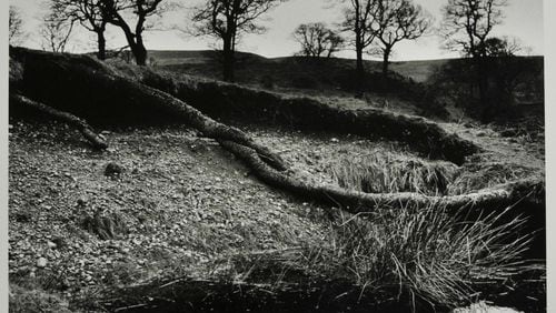 "Wicklow Trees, County Wicklow" (1965-66) is among the prints that will be shown in the Carlos Museum exhibit “The Waters and the Wild: Alen MacWeeney Photographs of Ireland.”