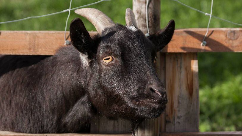 A young goat tried to board a school bus in Utah last week. It did not succeed.