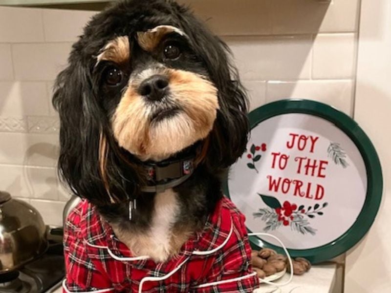 Lucy Kidd, the dog, dressed in her Christmas pajamas waiting for Santa. (Courtesy photo)