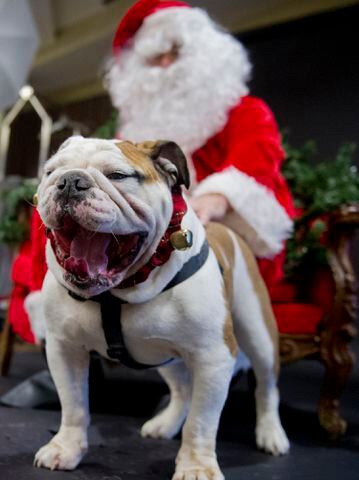 Georgia English Bulldog Rescue's Santa Paws party