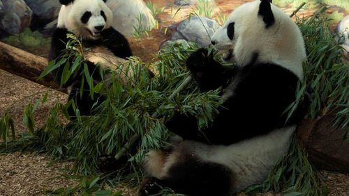 Mei Lun and Mei Huan enjoy a bamboo meal at their Zoo Atlanta home. Now 3 years old, the twin pandas will be moving to China on Nov. 3. CONTRIBUTED BY ZOO ATLANTA