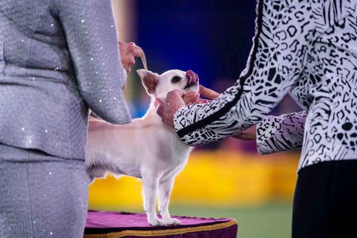 A short-haired Chihuahua competes in the toy group at the Westminster Kennel Club Dog Show, held at the Lyndhurst Mansion in Tarrytown, N.Y., on Saturday, June 12, 2021. (Karsten Moran/The New York Times)