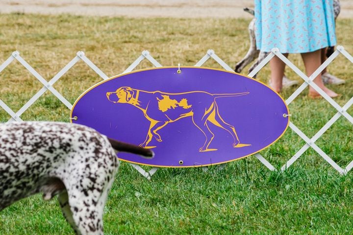 A pointer is judged at the Westminster Kennel Club Dog Show, held at the Lyndhurst Mansion in Tarrytown, N.Y., on Sunday, June 13, 2021. (Gabriela Bhaskar/The New York Times)