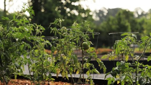 Gwinnett has opened registration for spots at any of the county’s 10 community gardens. COURTESY GWINNETT COUNTY