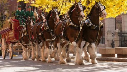 The iconic Budweiser Clydesdales will join the Brookhaven Cherry Blossom Summer Block Party “Heroes Parade,” at noon on Saturday, July 31. CONTRIBUTED