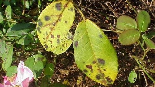 It is important to use different fungicides to control black spot disease on roses. CONTRIBUTED BY WALTER REEVES