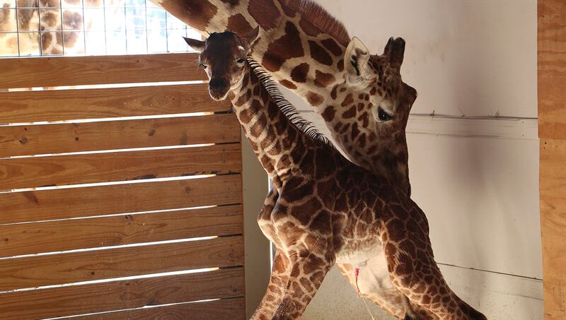 In this photo provided by Animal Adventure Park in Binghamton, N.Y., a giraffe named April stands with her new calf on Saturday, April 15, 2017. Her birth was broadcast to an online audience of more than a million viewers. (Animal Adventure Park via AP)