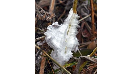 "Frost flowers," like the one pictured here, form on real plants on cold, frosty mornings. Weather conditions have to be just right for them to form. (Courtesy of Don Hunter)