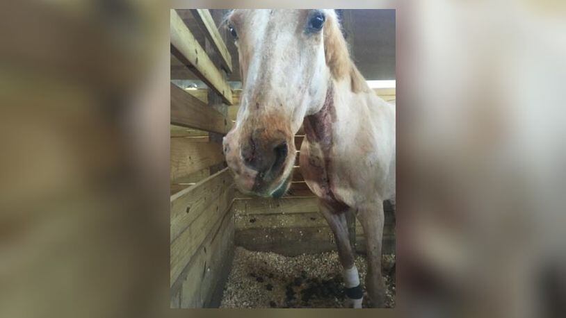 A woman says her horse was mauled by two dogs in Gwinnett County.