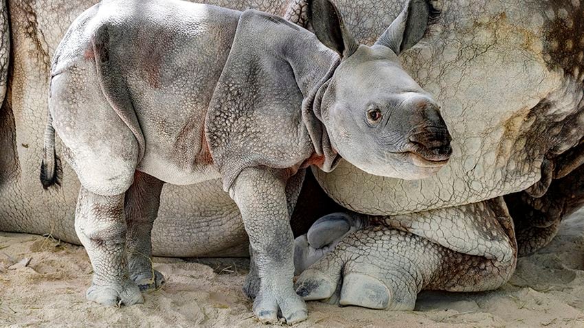 Photos: Rare, endangered Indian rhino born at Zoo Miami