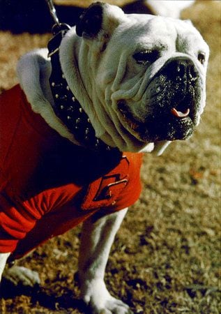 Georgia mascot Uga X to retire; Uga XI, named Boom, to be 'collared' at  ceremony Saturday - The Athletic