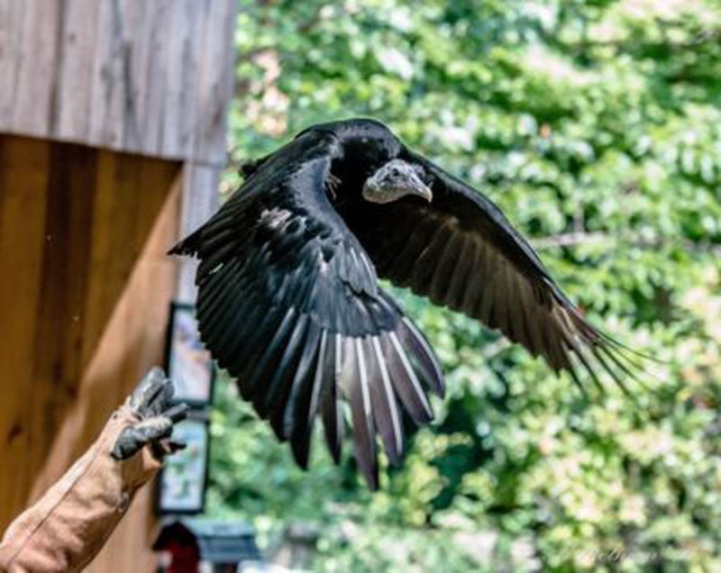 Visit the Chattahoochee Nature Center on Sunday for a Flying into the Future featuring flying raptor shows.