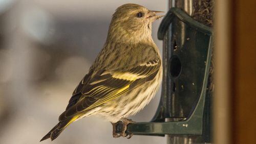 An influx of pine siskins, like the one shown here, and other birds into Georgia this winter caused crowded conditions at bird feeders and increased the risk of disease among birds. (Courtesy of David W. Baker/Creative Commons)