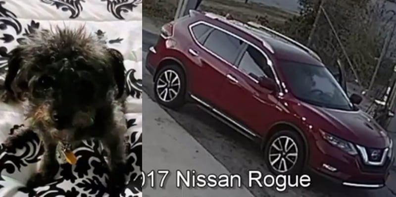 These are photos of the woman's missing dog and vehicle.
