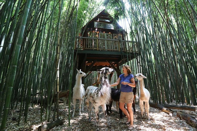 Kara O’Brien with her llamas and alpacas beneath the alpaca treehouse where guests stay overlooking a bamboo forest on her Airbnb properties. Curtis Compton/ccompton@ajc.com