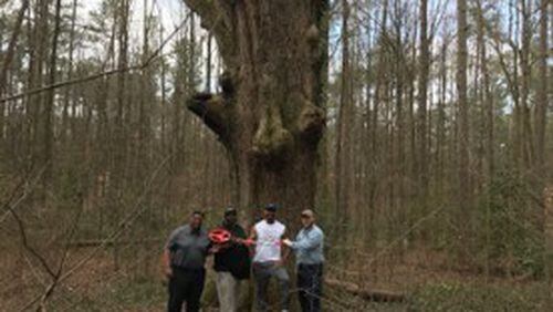 East Point employees measure the Hank Aaron Oak Tree: left to right Andre Moore (Homeland Security Manager), Greg Hart (Parks Administrator), Dominic Maldonado (GIS Coordinator) and Edward J. Hall (Arborist). Courtesy of the city of East Point
