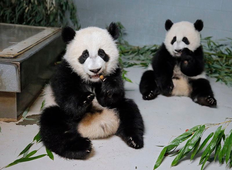 It’s a snow day for the pandas and everyone else at Zoo Atlanta Wednesday. BOB ANDRES  /BANDRES@AJC.COM