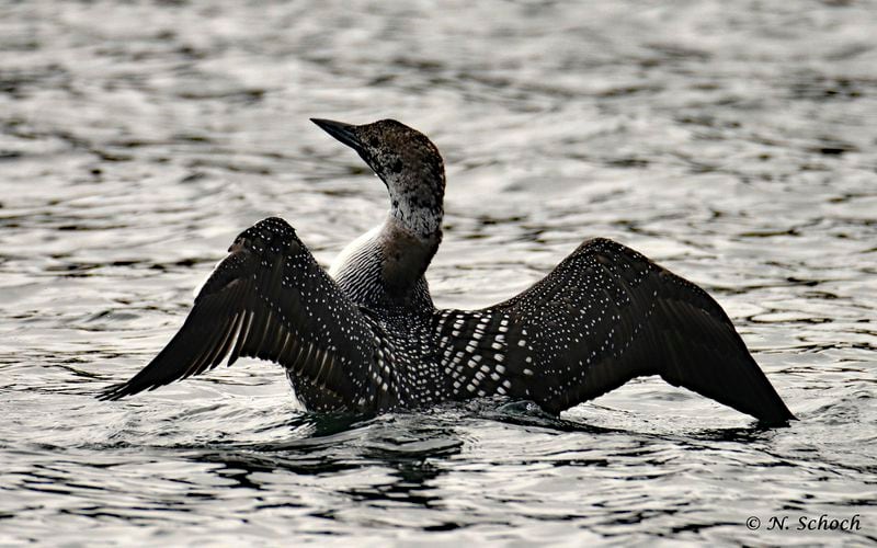 Loons flock to Lake Jocassee in South Carolina each winter. This year, they're the subject of a volunteer study on migration patterns.
Courtesy of Nina Schoch