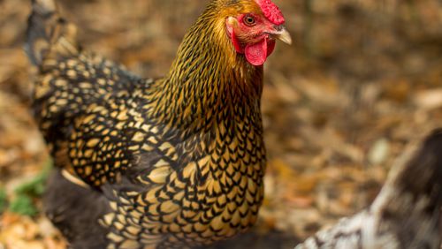 Peachtree Corners City Manager Brian Johnson will discuss the city’s restrictions on backyard chickens and golf cart use at the United Peachtree Corners Civic Association’s Aug. 21 meeting.