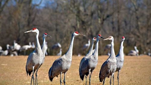 Sandhill cranes begin to gather at the Hiwassee Wildlife Refuge in January. Contributed by Tennessee Wildlife Resources