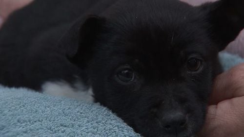 An 8-week-old puppy, nicknamed "Diver," was rescued from a dumpster.