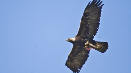 With an average wingspan over 6 feet, the golden eagle, like this one carrying prey in its talons, is an impressive sight. Because of its agility, speed and large, sharp talons, it is is said to be fiercer than its cousin, the bald eagle, our national symbol. PHOTO CREDIT: Chuck Abbe/Creative Commons