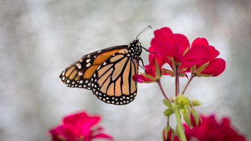 A monarch butterfly sits on a flower at the Butterfly Encounter exhibit at the Chattahoochee Nature Center in Roswell on Friday, June 17, 2022. (Arvin Temkar / arvin.temkar@ajc.com)