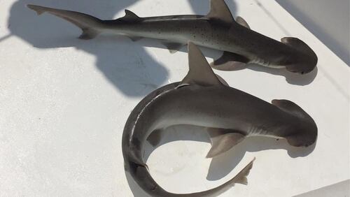 Bonnethead sharks are much-smaller cousins of hammerheads. Photo: Courtesy of Jim Lake