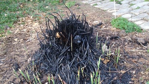 This burned pampas grass did not sprout the next year because it got too hot in the center. (Walter Reeves for The Atlanta Journal-Constitution)