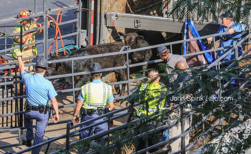 Crews with the Georgia Department of Transportation and volunteers help to remove cows trapped in an overturned tractor-trailer on the I-285 ramp to I-75 in Cobb County on Monday morning. JOHN SPINK / JSPINK@AJC.COM