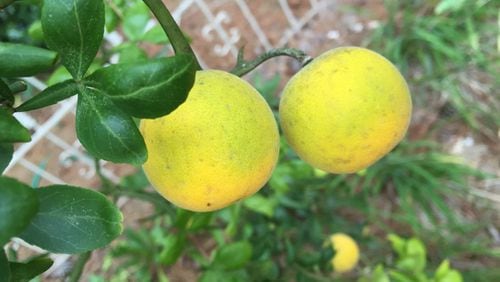 Menacing thorns and inedible fruit make wild trifoliate orange rarely useful. WALTER REEVES