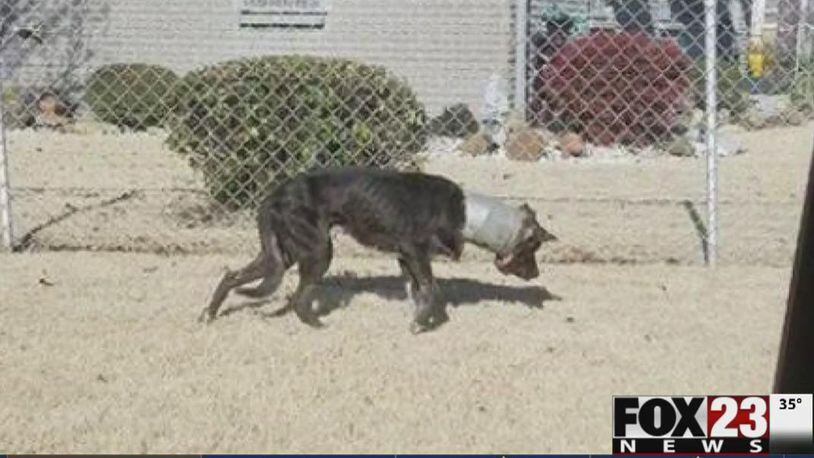 A dog was found in Tulsa, Oklahoma with a pipe around its neck.