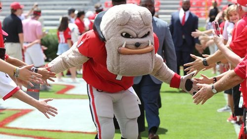 September 1, 2018 Athens: Hairy Dawg gives fans five during the No. 4 Georgia Bulldogs Dawg Walk arrival for the 2018 season opener against Austin Peay in a NCAA college football game on Saturday, Sept 1, 2018, in Athens.  Curtis Compton/ccompton@ajc.com