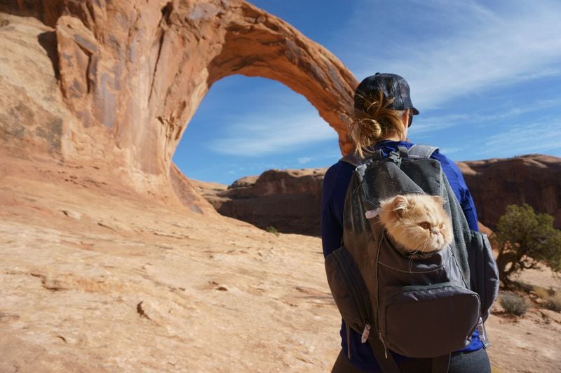 “Floyd” recently embarked on a trip to Moab, Utah. Floyd hiked alongside his owners and when he got tired, took breaks in a special backpack.Adventure Cats by Laura J Moss / Workman Publishing