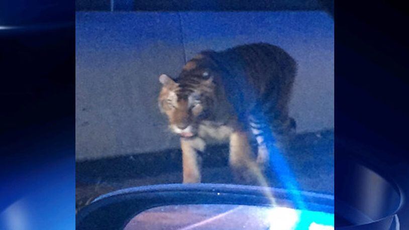 <p>Tiger shot dead after roaming metro Atlanta neighborhood.</p> <p>Police investigating reports of a tiger on Interstate 75 in Henry County Wednesday morning.</p>