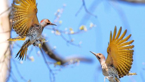 These two male Northern flickers are challenging each other perhaps for nesting territory or a female at the Mill Creek Nature Center in Gwinnett County. The Northern flicker is one of eight woodpecker species that live in Georgia. PHOTO CREDIT: Hank Ohme