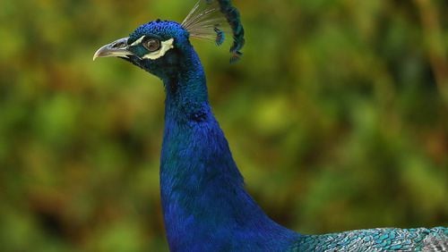 Police are looking for whoever is responsible for killing two domesticated peacocks (not pictured) in Florida.