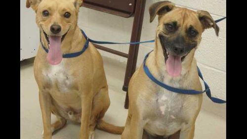 These two stray, unnamed dogs will be adoptable in Cobb starting Aug. 15; after then, there's no guarantee they'll be available.