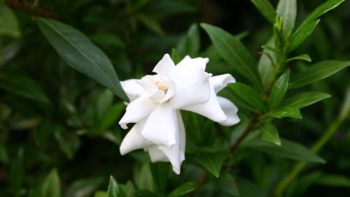 Gardenias should be pruned yearly for best flowering. PHOTO CREDIT: Walter Reeves