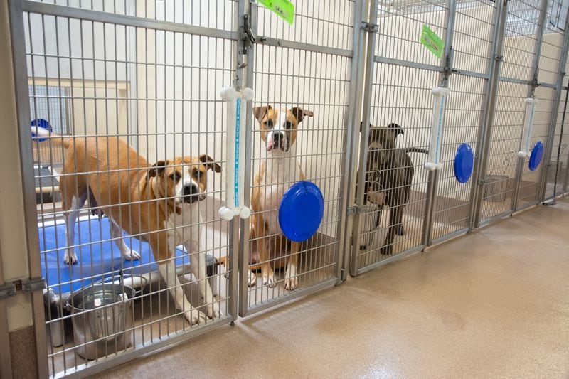 Fulton and DeKalb County animal shelters remain over capacity with twice the number of dogs. Free pet adoptions will take place Friday through Monday to help ease overcrowding.