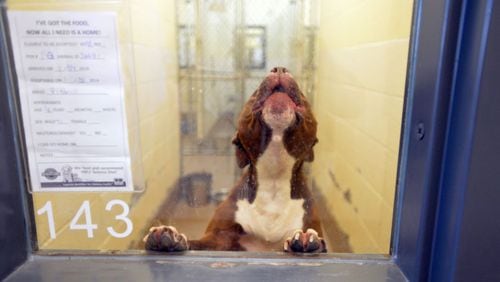 This 2014 file photo shows a dog in a pen at the Gwinnett County Animal Shelter. HYOSUB SHIN / HSHIN@AJC.COM