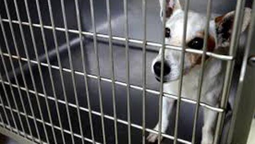 The Gwinnett County Animal Shelter has issued a seven-day quarantine of animals due to illness. File Photo