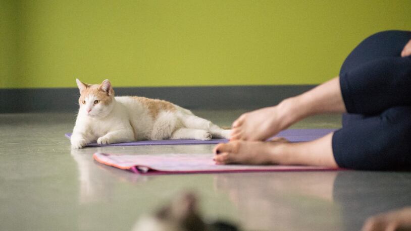 No downward dog here. SICSA of Kettering features monthly Yoga With Cats classes to bring awareness to the adoptable pets they have available. CONTRIBUTED