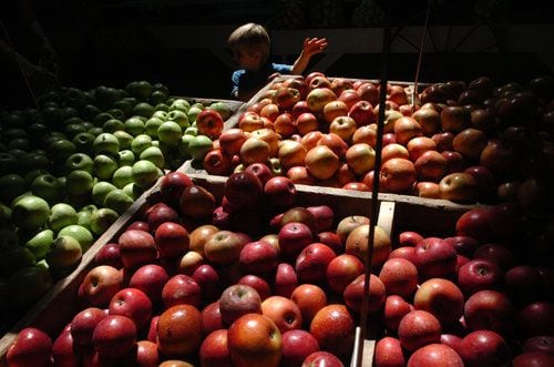 Ellijay apple orchards