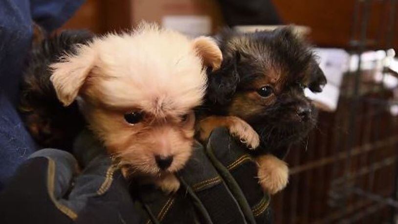A pair of puppies rescued in Habersham County last year. AJC file