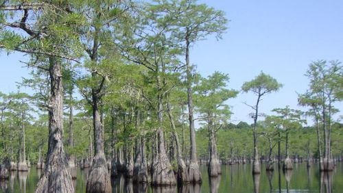 The Ogeechee Riverkeeper is looking for volunteers to help monitor the watershed. CONTRIBUTED